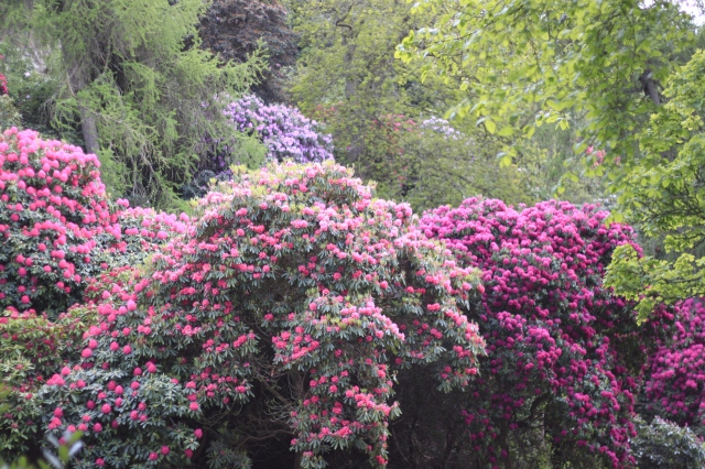 Rhododendron-Gardens